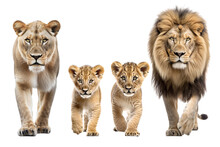 Lion Family, Image Created With Ia