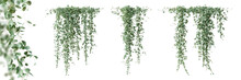 Set Of Dichondra Creeper Plant, Isolated On Transparent Background. 3D Render.