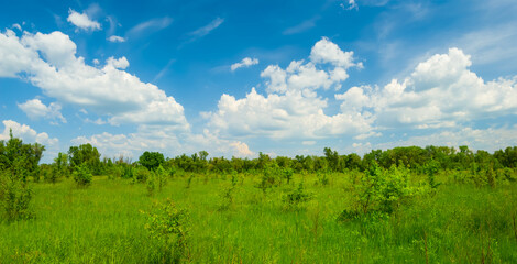 Wall Mural - green rural field under cloudy sky, summer countryside scene