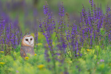 Wall Mural - Looking at camera, the Barn owl in the flowering meadow (Tyto alba)