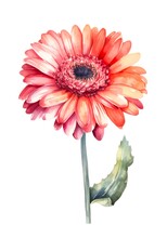 Watercolor Illustration Of A Pink Gerbera Flower Isolated On White Background. Generative AI.