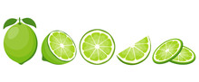 Fresh Lime Fruit. Collection Of Lime Vector Icons Isolated On White Background. Vector Illustration For Design And Print