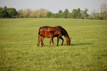 Wall Mural - Mare and foal grazing on a horse farm