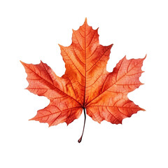 top view perfect orange sugar maple leaf isolated on cutout png transparent background. generative a