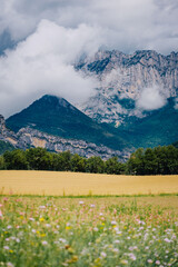 Wall Mural - Wheat field with the Alps mountain in the background and a cloudy sky, near Chatillon en Diois in the South of France (Drome)