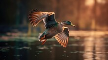 A Mallard Duck In Flight Above The Water.