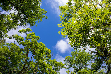 Wall Mural - green leaves against blue sky