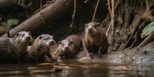 A Family Of Otters Playing In A Riverbank Den, Concept Of Animal Behaviour, Created With Generative AI Technology