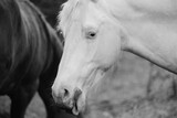 Fototapeta Konie - Funny horse face on farm closeup in black and white, rolling tongue.