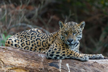 Jaguar (Panthera Onca) Resting In The Northern Pantanal In Mata Grosso In Brazil