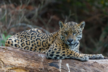 Wall Mural - Jaguar (Panthera onca) resting in the Northern Pantanal in Mata Grosso in Brazil