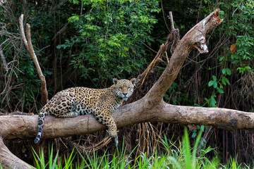 Wall Mural - Jaguar (Panthera onca) resting in the Northern Pantanal in Mata Grosso in Brazil
