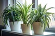 Air-purifying plants to improve home indoor air quality. Air-purifying houseplants, like spider plants and peace lilies, can help remove toxins from the air. AI generative