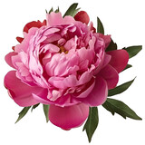 Pink peony flower arrangement transparent 