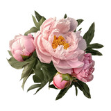 Pink peony flower arrangement transparent 