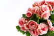 Begonia Elatior con spettacolari fiori rosa doppi isolati su sfondo bianco. Bella pianta da fiore di begonia ibrido Elatior. Pianta perenne. Copia spazio.