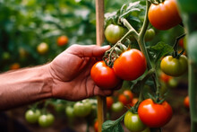 Tomato Season Harvest Generative Ai