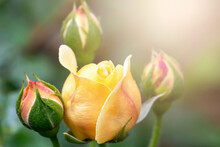 Beautiful Fresh Yellow Rose Buds In Drops After Rain In Sunshine Close-up. Selective Focus, Defocus