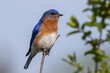 Blue bird on a Stick