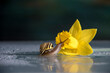 snail looking into a daffodil