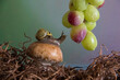 snail looking at grapes