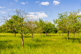 Fototapeta Zwierzęta - Streuobstwiese mit Apfelbäumen im Frühling