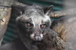 Luwak 
zwierzę z gatunku lisowatych, żyjący w Indonezji, wykorzystywany na plantacjach kawy na wyspie Bali