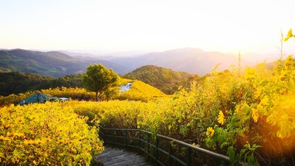  Field of tree marigold (Mexican sunflower) at Khun Yuam, Mae Hong Son.