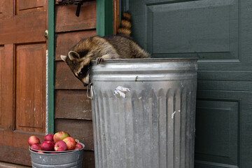 Wall Mural - raccoon (procyon lotor) looks over side of garbage can at bucket of apples