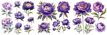 Set Of Violet Peonies Flower ,Watercolor Collection Of Hand Drawn Flowers , Botanical Plant Illustration Transparent Background, PNG ,Generative AI