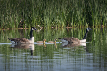 Only two Canadian goslings survived