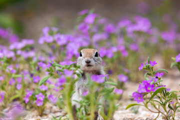 Sticker - Round-tailed ground squirrel, Xerospermophilus tereticaudus, in a field of purple wildflowers, bristly nama, Nama hispidum, AKA sand bells. Sonoran Desert wildlife, Pima County, Tucson, Arizona, USA.