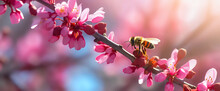 Beautiful Blurred Spring Background Image With Branches Of Blooming Cherry Blossom With A Bee In Nature In The Rays Of Sunlight Outdoors. Generative AI.