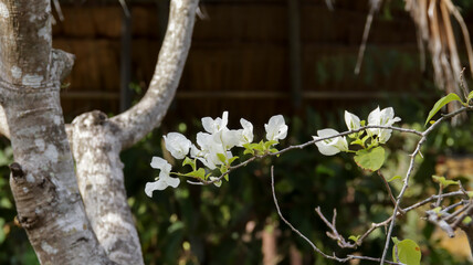 Wall Mural - White Bougainvillea spectabilis is a vibrant and colorful flowers, ability to climb and cover walls, fences, and trellises. Popular home plant ornament.