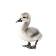 Baby Swan On A Transparent Background, Generative Ai