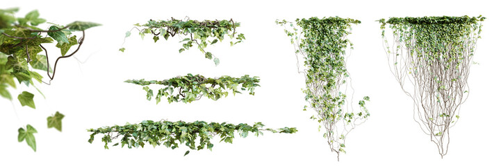 Fototapete - Set of Hedera Canariensis creeper plant, isolated on transparent background. 3D render.