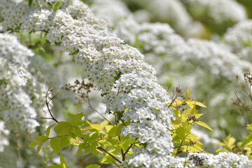 Wall Mural - Spirea Thunberg blooms profusely in the spring