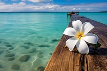 White Plumeria Flower Over Clear Turquoise Blue Caribbean Sea Water On Vacation 
