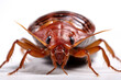 Bedbug insect pest