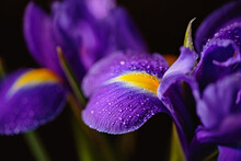 Close Up Photo Of Iris Flower With Macro Detail. Beautiful Purple Flower With Water Drops On Petals On Dark Blurred Background. Shallow Depth Of Field. Space For Text