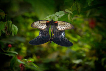 Wall Mural - Butterfly Pachliopta jophon in a rainforest