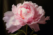 © britaseifert - Generative AI. Beautiful pink peony flowers, close up. Fresh cut flowers green leaf for decoration home.