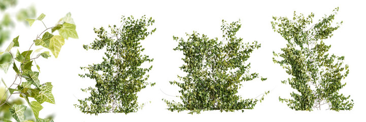 Fototapete - Set of Hedera Helix creeper plant, isolated on white background. 3D render.