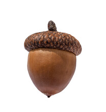 Brown Acorn Oak Nut Isolated Cutout On Transparent