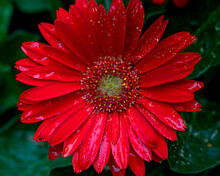 Close Up Of Vivid Red Gerbera Daisy Blossom (Gerbera Jamesonii) With Rain Drops