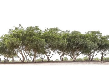 Poster - serene landscape with a row of trees standing tall in the middle of a vast field Generative AI