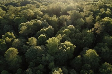 Poster - sun rays shining through trees in a dense forest Generative AI