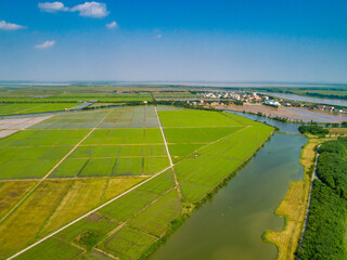 Wall Mural - Aerial photography of green rice fields in the farm