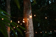© Cristyan - Luces de exterior al aire libre en el bosque. Toma Vertical.