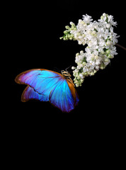 Aufkleber - bright blue tropical morpho butterfly on white lilac in water drops isolated on black. branch of white lilac